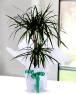 2'li drecenia margarita