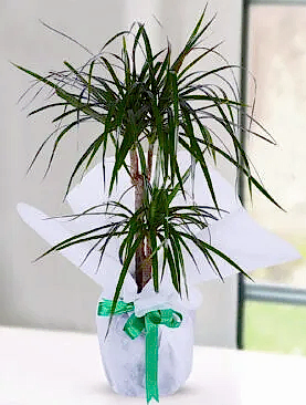 2'li drecenia margarita