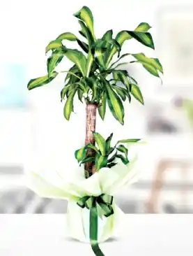 2'li yucca masengena