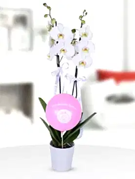 2 dal beyaz orkide