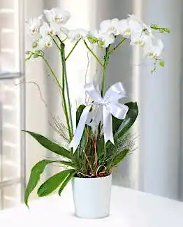 Seramik Saksıda Çift Dal Beyaz Orkide