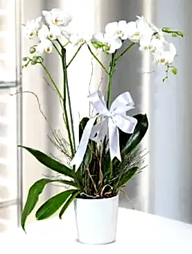 Seramik Saksıda Çift Dal Beyaz Orkide