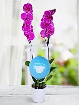 2 dal mor orkide