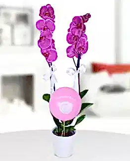 2 dal mor orkide pembe balon