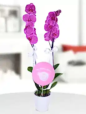 2 dal mor orkide pembe balon