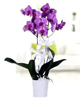 2 dal mor orkide seramik