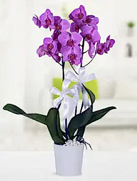 2 dal mor orkide seramik