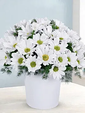 beyaz papatya seramik