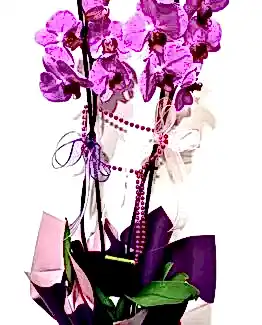 Asaletli Mor 2 Dal Orkide