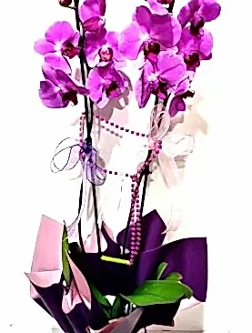 Asaletli Mor 2 Dal Orkide