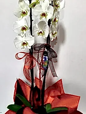 2 dal beyaz orkide